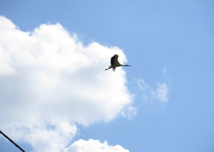 Flyvende stork