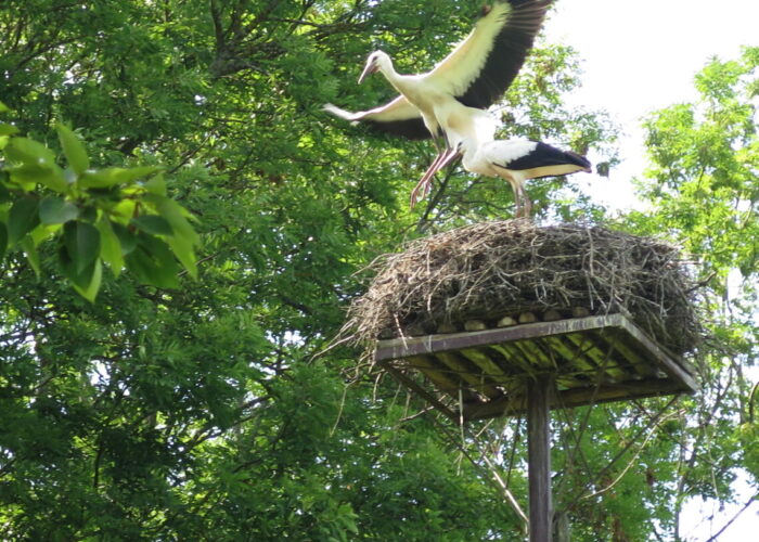 Storke lærer at flyve