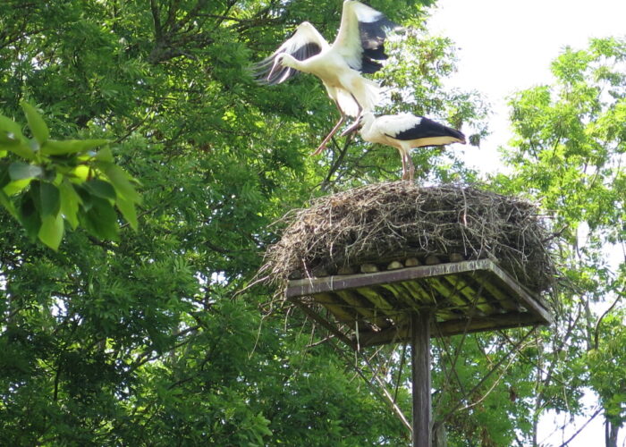 Storke lærer at flyve