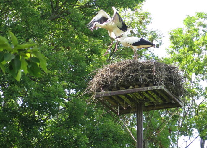 Storke lærer at flyve