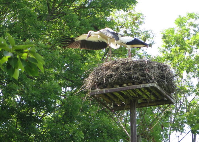 Storke lærer at flyve