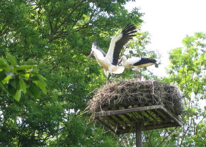 Storke lærer at flyve