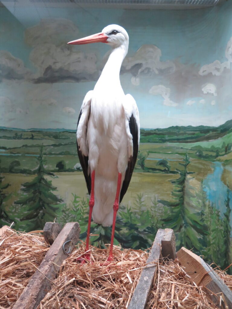 Stork på tagryg