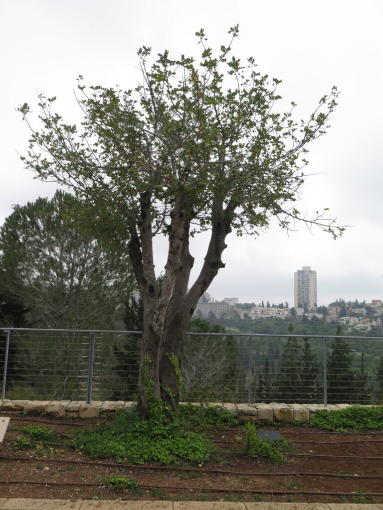 Træ for den danske modstandsbevægelse på Holocaustmuseet Yad Vashem i Jerusalem