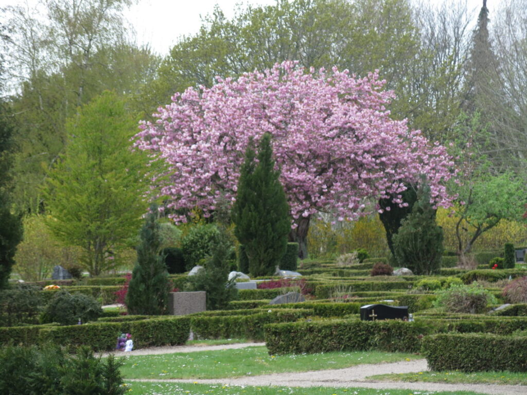 Træ, der blomstrer