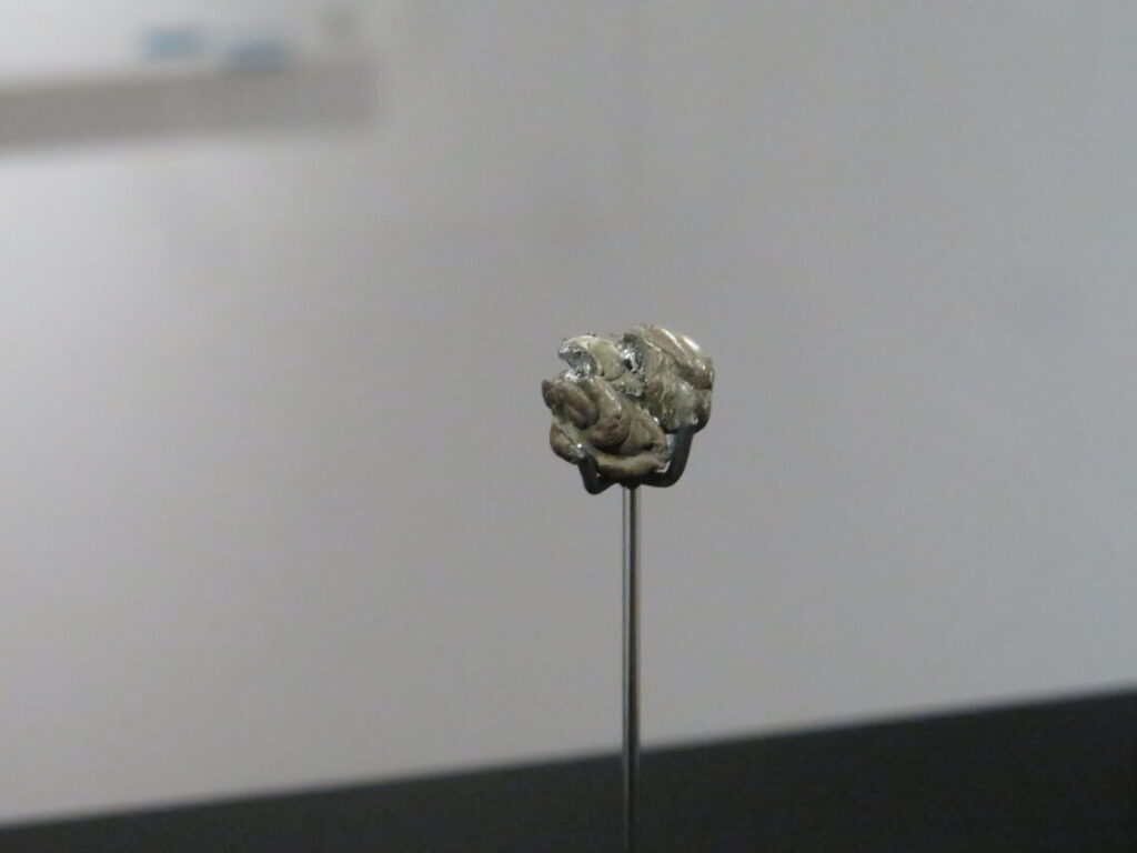 Birkebeg, som tyggegummi afslører person efter 5.700 år